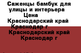 Саженцы бамбук для улицы и интерьера › Цена ­ 200 - Краснодарский край, Краснодар г.  »    . Краснодарский край,Краснодар г.